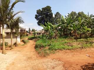 A picture of Nansana