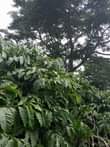 A picture of 2 fertile acres on sale at 21m with banana plantation