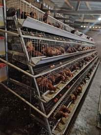 A picture of Vifaa vya ufugaji kuku wa nyama na mayai