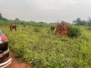 A picture of Titled land in zirobwe at 35m