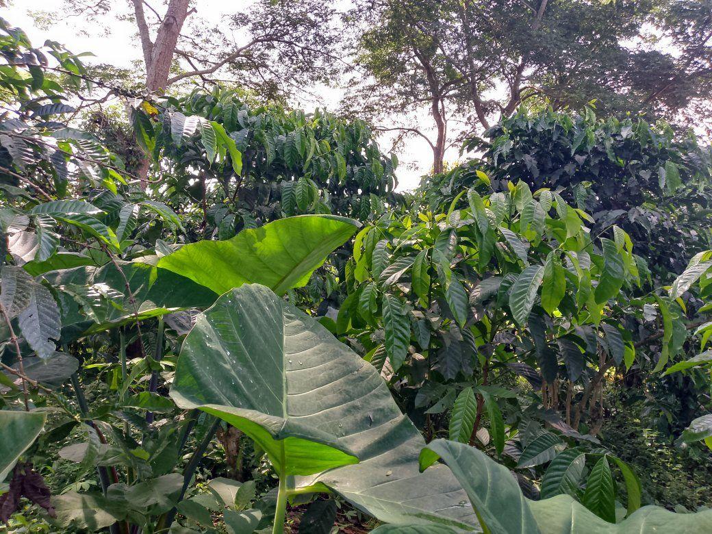 A picture of PLOT 50 150FT FOR SALE IN NAKASEKE KAPEEKA
