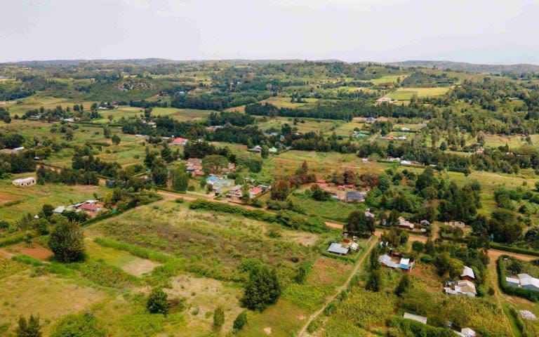 kikuyu grass