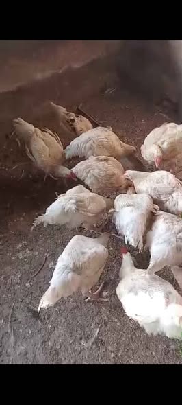 A picture of Chicken in store