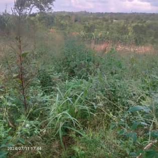 A picture of Half acre an acre kabaka land