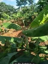 A picture of Our dear customers the rainy season has started we are