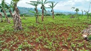 kagugu accommodation