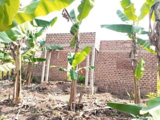 A picture of House for sale at kapeeka nkozi town at 17m ugx