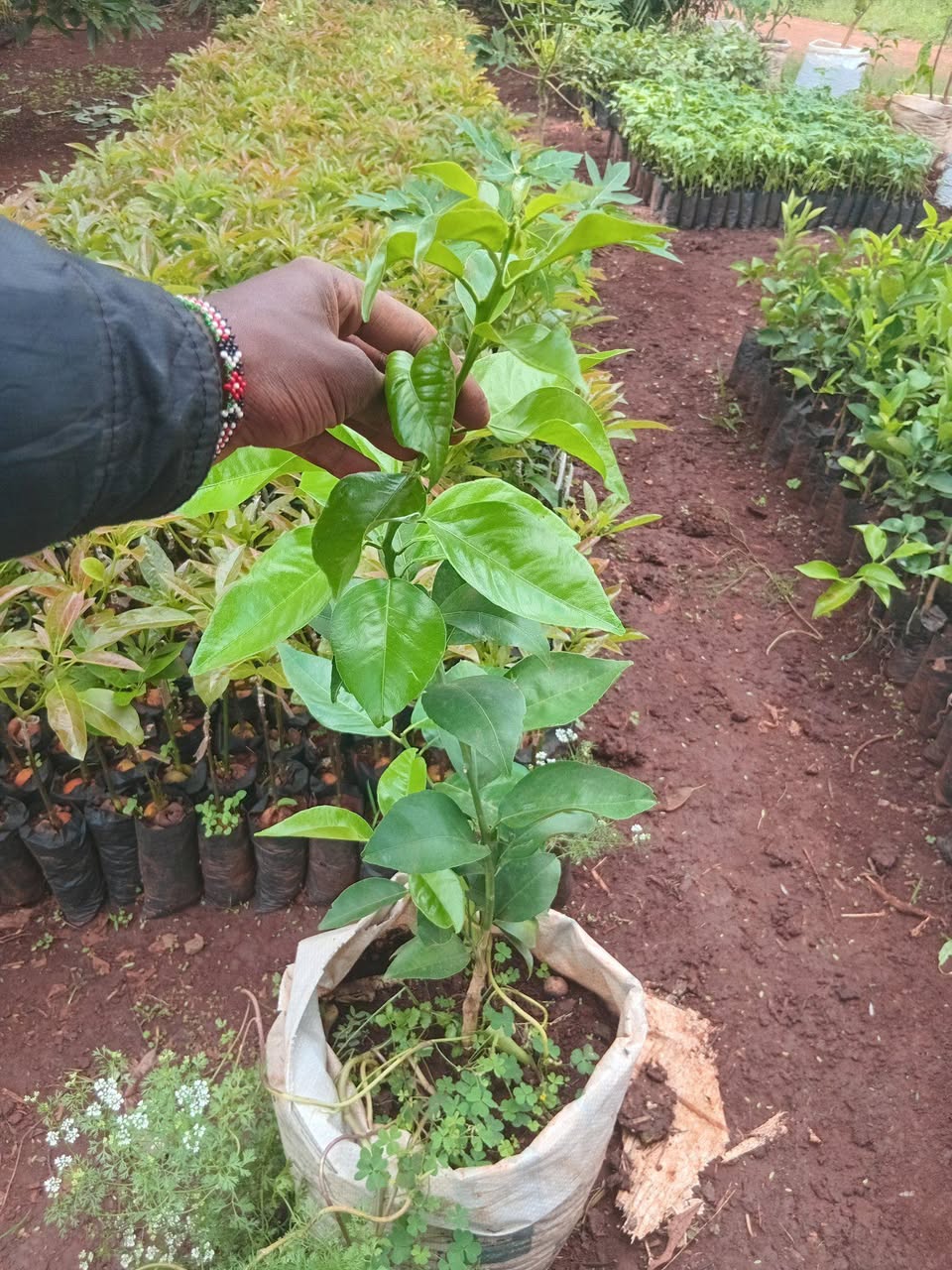 seedlings