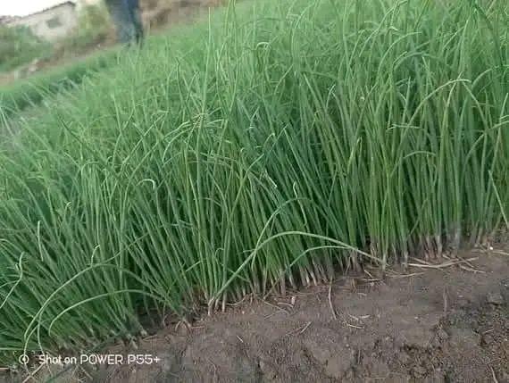 seedlings