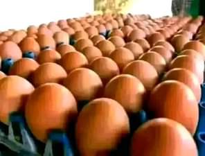 A picture of Eggs Distribution Business A Hidden Gold Mine In Nigeria Eggs