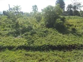 A picture of 100 by 100 ft on Mukono katosi road Tarmac road