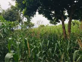A picture of Busunju