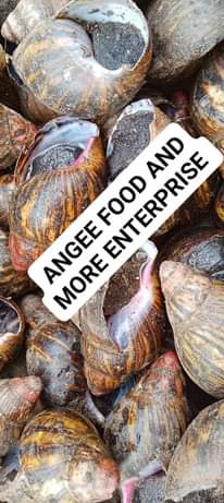 A picture of We will be drying 200 pieces of snails next tomorrow