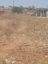 stands