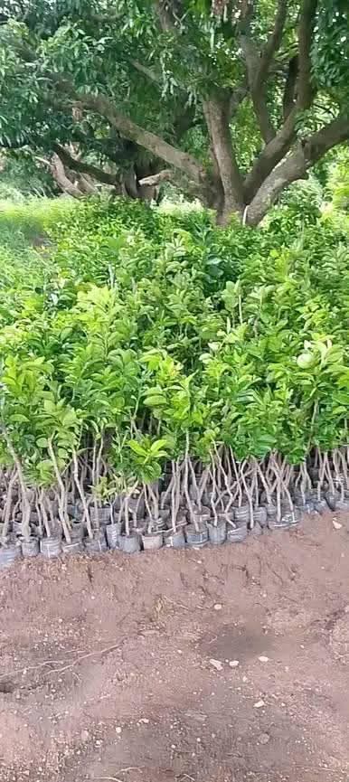 A picture of Malaysian supergene oil palm seedlings