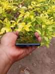 A picture of Sony xperia 10 DUO S laini mbili 2