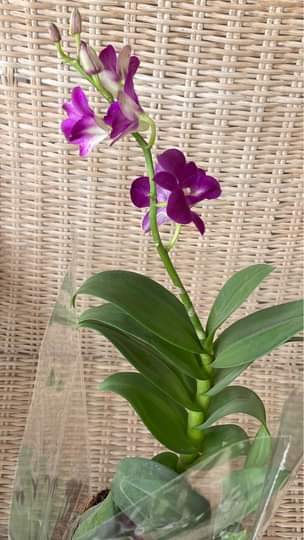A picture of Flowers
