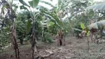 A picture of 10 arces for sale at semuto kapeeka at 15m per