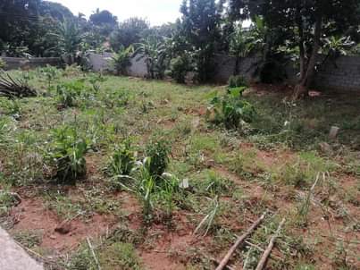 A picture of Plot on market