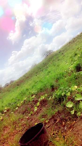Choy J.