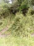 A picture of 140 acres of land for sale in mijera Nakasongola district