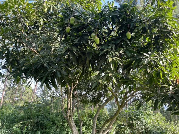 A picture of 60 TITLED ACRES FOR SALE IN NAKASEKE KAPEEKA