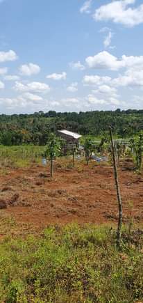 A picture of Unlock the potential of prime land at Nakiwogo Kasanje Half