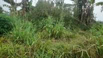 A picture of Buy land at 7m per acre