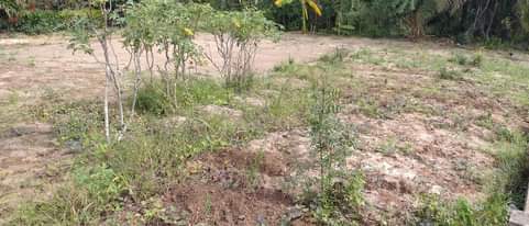 A picture of Kiwanja kinauzwa Tegeta A mtaa wa Bafaka sqm 1 800