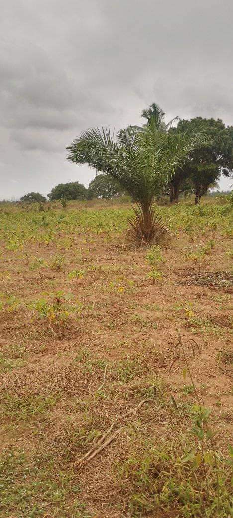 A picture of shamba linauzwa