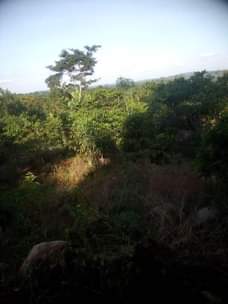 A picture of Land