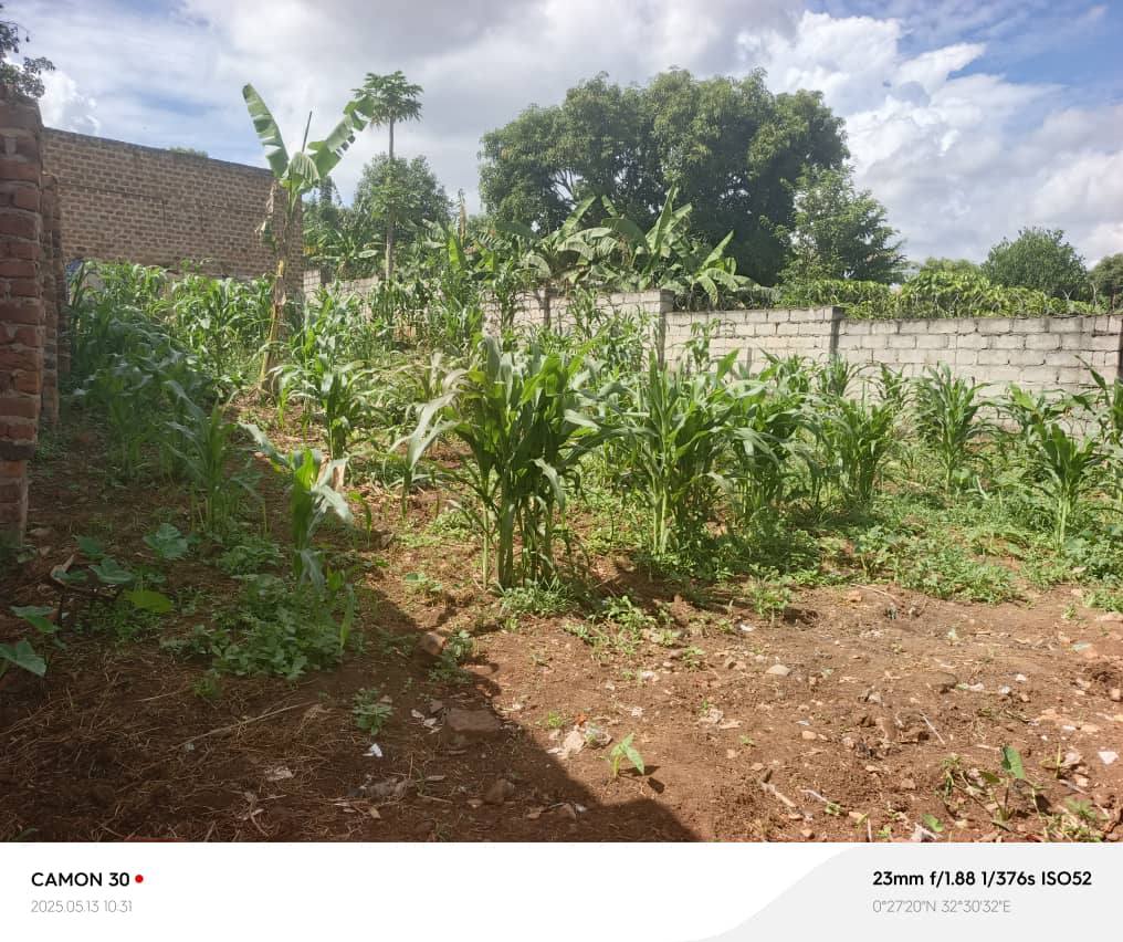 A picture of Tittled plots in matugga
