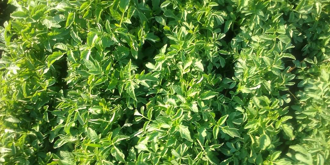 seedlings