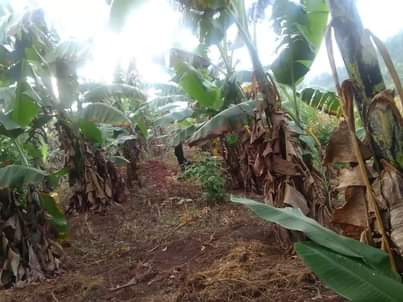 A picture of PLOT 50 171FT FOR SALE IN KYANUUNA ALONG HOIMA ROAD