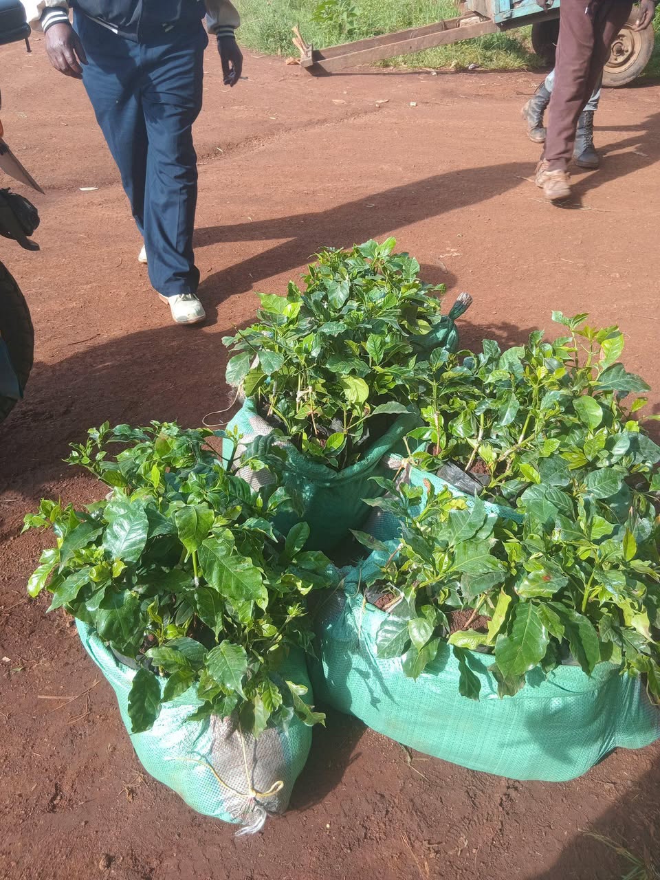 seedlings