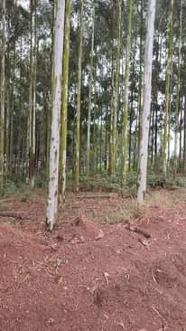 A picture of Eucalyptus Trees mature for electric and telephone poles and other