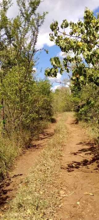 A picture of Shamba la eka 200 linauzwa lote milioni 34000000