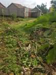 A picture of Plot in kagoma