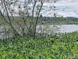 A picture of 5 Acres Private MAILO Land touching shores of Lake Victoria