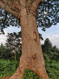 A picture of Omuwaffe tree