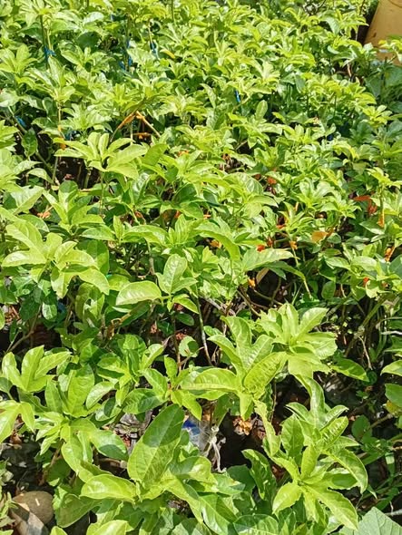 seedlings