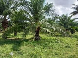 A picture of Kiwanja cha Ekari mbili kinauzwa