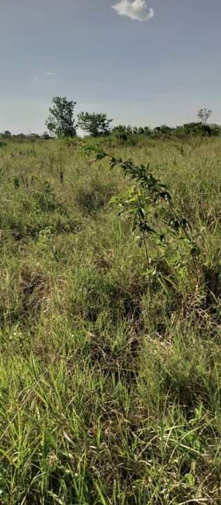 A picture of 100 arces for sale at luwero kabunyata town at 7m