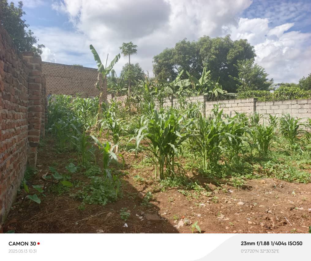 A picture of Tittled plots in matugga