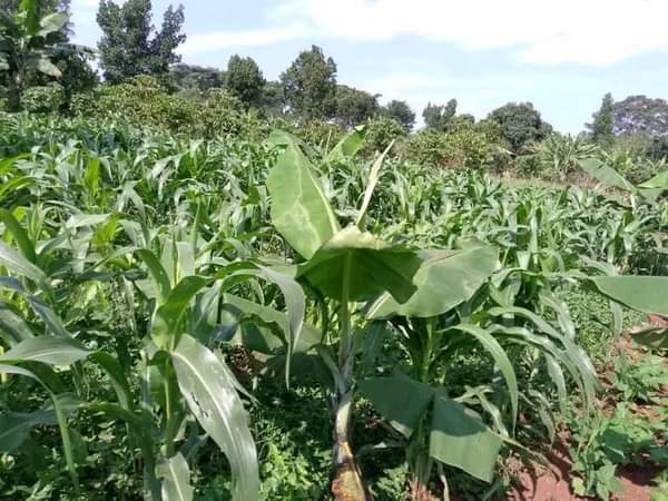 A picture of ANTI MR PROPERTY MANAGEMENT PLOT FOR SALE LOCATED AT KAPEEKA