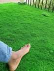 A picture of Grass Carpet