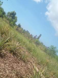 A picture of Shamba kimbiji