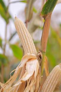 A picture of Maize seeds
