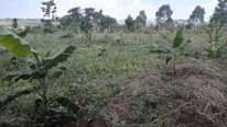 A picture of 10 arces for sale at semuto kapeeka at 15m per