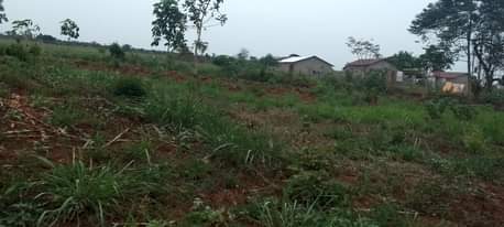 A picture of 1 acre Kibanja at 6 5m Luwero Mulungi Omu village